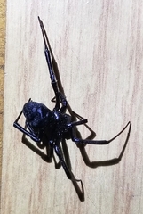 Latrodectus hesperus
