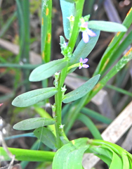 Lythrum thymifolia