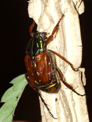 Dialithus magnificus