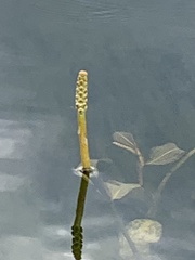 Potamogeton illinoensis