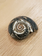 Neverita duplicata