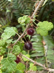 Ribes californicum
