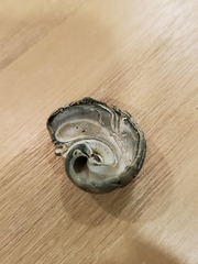 Neverita duplicata
