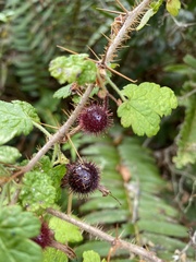 Ribes californicum