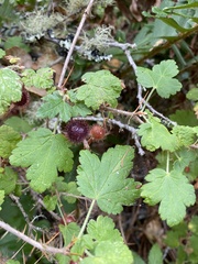 Ribes californicum