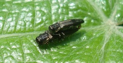 Agrilus derasofasciatus