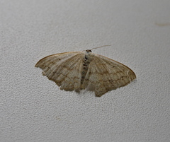 Scopula