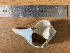 Sinistrofulgur sinistrum