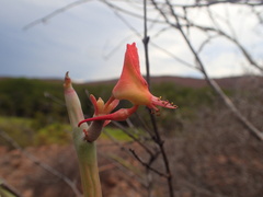 Euphorbia lomelii