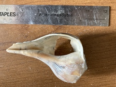 Sinistrofulgur sinistrum