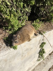 Procavia capensis