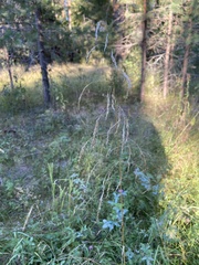 Deschampsia cespitosa