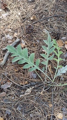 Psephellus sibiricus