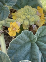 Ibicella lutea