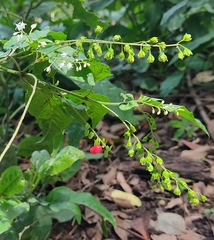 Rivina humilis