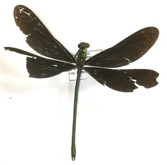 Calopteryx japonica
