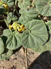 Ibicella lutea