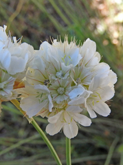 Armeria canescens