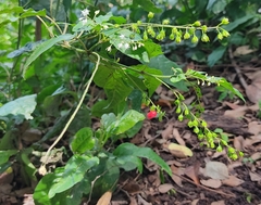 Rivina humilis