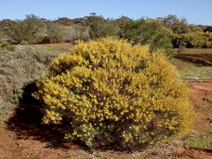 Acacia rigens