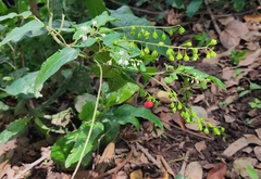 Rivina humilis