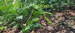 Rivina humilis
