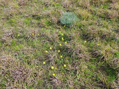 Ranunculus robertsonii