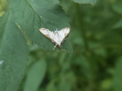 Cirrhochrista kosemponialis