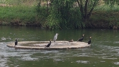 Phalacrocorax