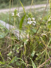 Euphrasia