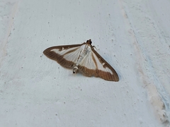 Cydalima perspectalis