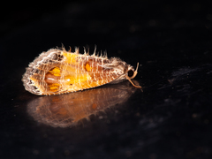 Pilipectus prunifera