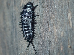 Cypherotylus californicus