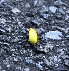 Cucujiformia