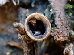 Nidulariaceae