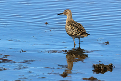 Calidris pugnax