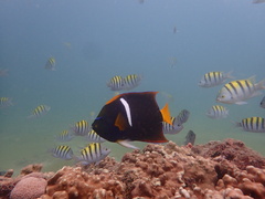 Holacanthus passer