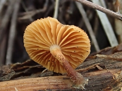 Phaeomarasmius