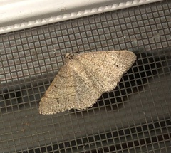 Digrammia muscariata