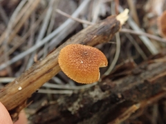 Phaeomarasmius