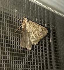 Digrammia muscariata