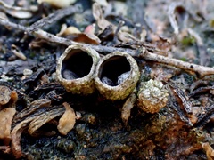 Nidulariaceae
