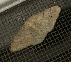 Digrammia muscariata