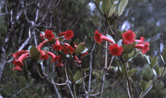 Rhododendron