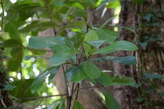 Corynocarpus laevigatus