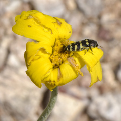 Acmaeodera alicia