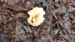 Clitocybe brunneocephala