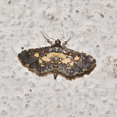 Eurrhyparodes bracteolalis