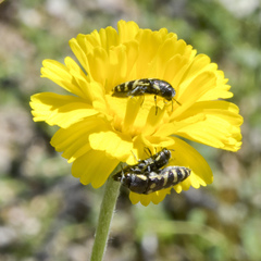 Acmaeodera alicia