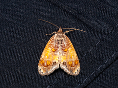 Pilipectus prunifera